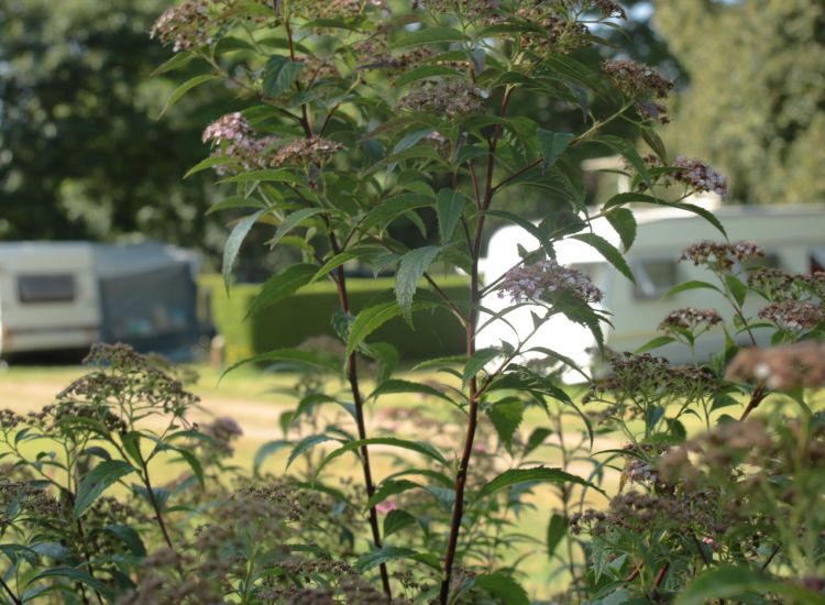 Camping de Saint-Mathieu