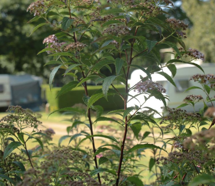 Camping de Saint-Mathieu